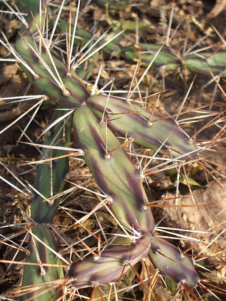 Файл:Opuntia anacantha 1.JPG