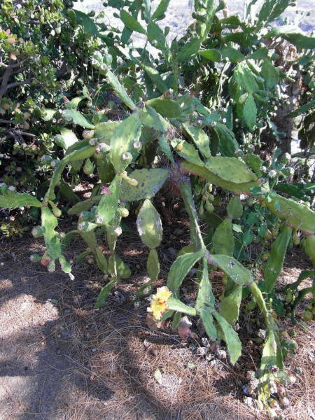 Файл:Opuntia monacantha 6.JPG