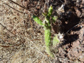 Opuntia schickendantzii