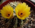 Parodia mammulosa 3.jpg