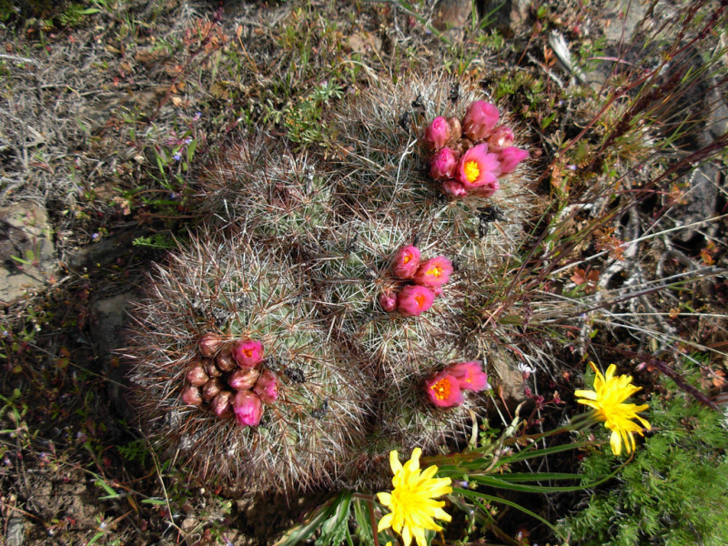 Файл:Pediocactus simpsonii 10.jpg