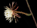 Peniocereus rosei