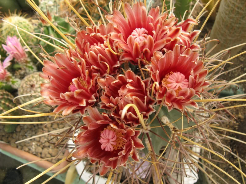 Файл:Sclerocactus uncinatus ssp. wrightii 1.jpg