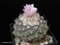 Turbinicarpus lophophoroides SB 1276 5f.jpg