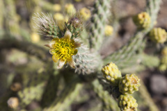 Cylindropuntia alcahes h.jpg