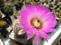 Echinocereus reichenbachii ssp. reichenbachii var. albispinus2.jpg