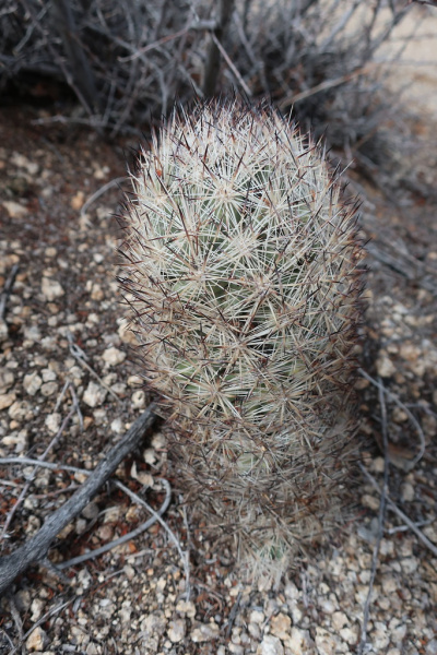 Файл:Escobaria alversonii 4.jpg