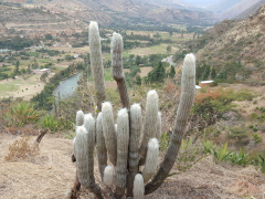 Espostoa lanata ssp. huanucoensis 3.jpg