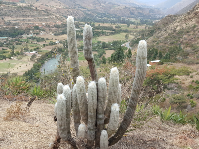 Файл:Espostoa lanata ssp. huanucoensis 3.jpg