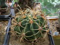 Ferocactus histrix 5.JPG