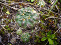 Gymnocalycium andreae 4.jpg