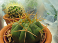 Gymnocalycium eurypleurum 3.jpg