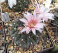 Gymnocalycium poeschlii 3.jpg