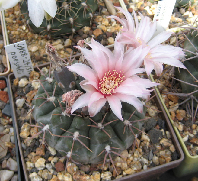 Файл:Gymnocalycium poeschlii 3.jpg