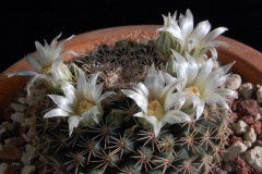 Mammillaria heyderi ssp. gaumeri 463.jpg