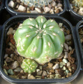 Matucana polzii 1.JPG