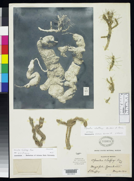 Файл:Opuntia chaffeyi 2.jpg