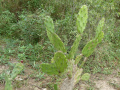 Opuntia retrorsa 64.JPG