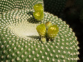 Parodia haselbergii f. microdasys