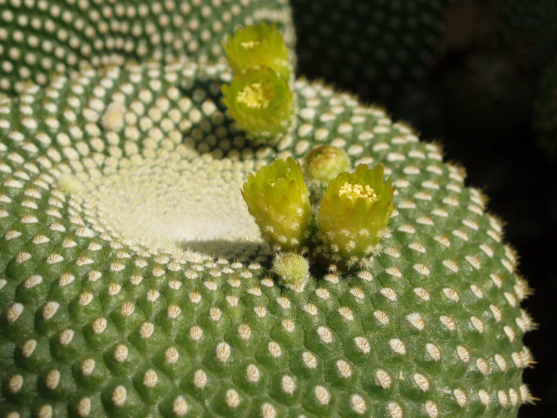 Файл:Parodia haselbergii f. microdasys.JPG