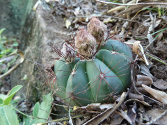 Parodia oxycostata ssp. oxycostata 1.JPG