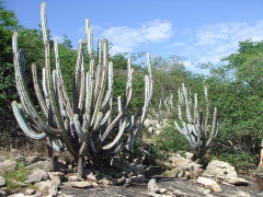 Pilosocereus magnificus 19.JPG