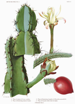 Praecereus - wikipedia.jpg
