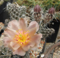 Pterocactus fischeri