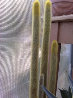 Cleistocactus brookeae ssp. brookeae 152.jpg