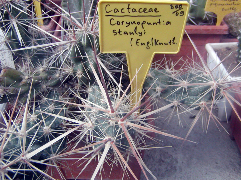 Файл:Corynopuntia emoryi.jpg