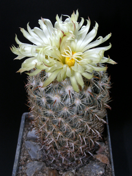 Файл:Coryphantha compacta 2.JPG