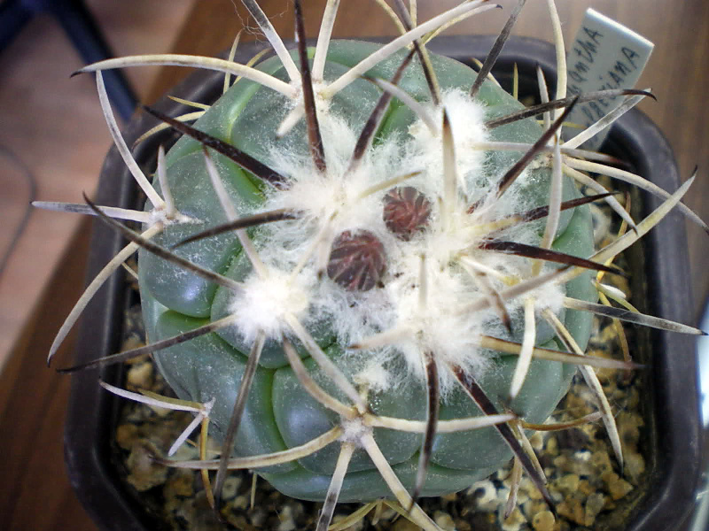 Файл:Coryphantha poselgeriana kalina.jpg