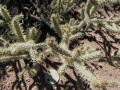 Cylindropuntia alcahes 6.JPG