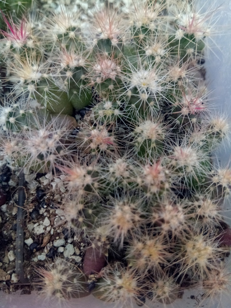 Файл:Echinocactus polycephalus ssp. xeranthemoides 7.jpg