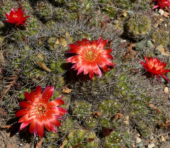 Файл:Echinopsis hertrichiana 3.jpg