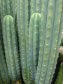 Echinopsis pachanoi 1.jpg