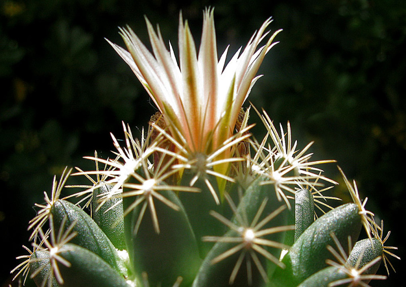 Файл:Escobaria missouriensis ssp. asperispina 01.jpg
