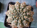 Gymnocalycium kieslingii 247.jpg