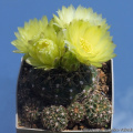 Gymnocalycium leeanum 15990.jpg