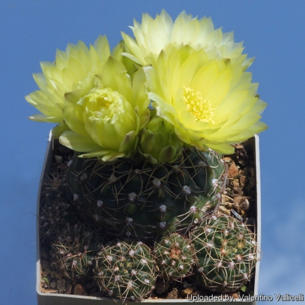 Файл:Gymnocalycium leeanum 15990.jpg