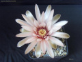 Gymnocalycium poeschlii 975.jpg