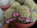 Mammillaria laui 54.jpg
