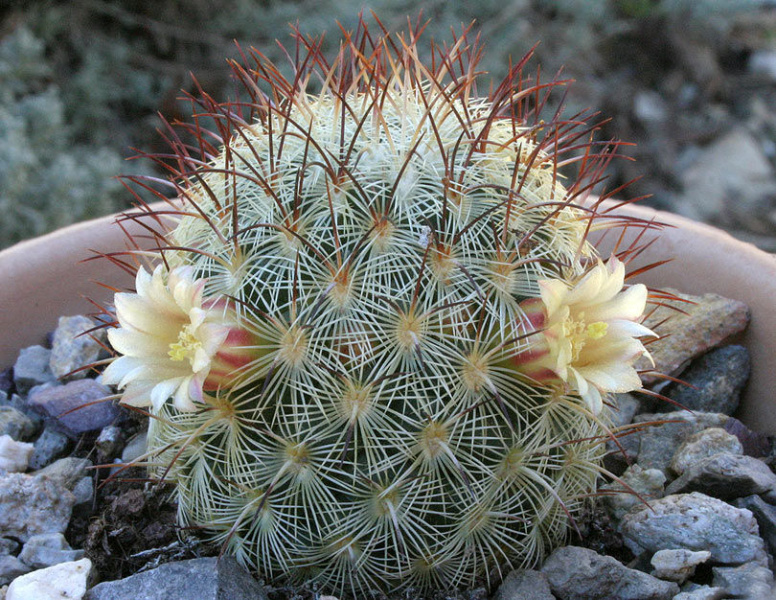 Файл:Mammillaria microhelia 0.jpg