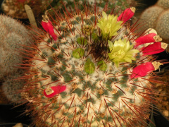Mammillaria petrophila LAU 52.jpg