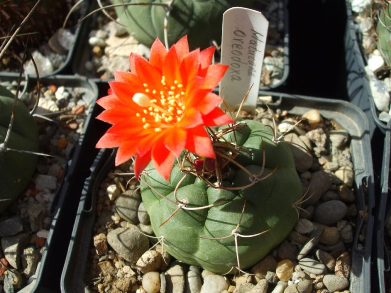 Файл:Matucana oreodoxa 3.jpg