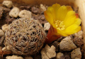 Rebutia cardenasiana1.jpg