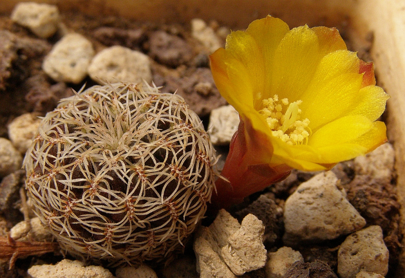 Файл:Rebutia cardenasiana1.jpg