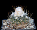 Turbinicarpus laui 9.jpg