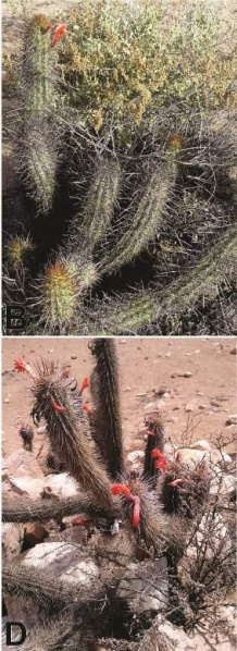 Файл:Cleistocactus histrix 2H.jpg