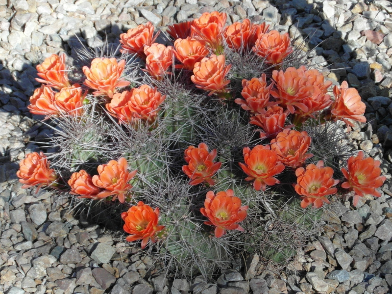 Файл:Echinocereus coccineus 3.JPG
